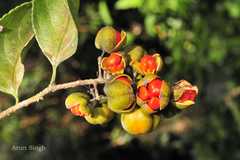 Celastrus paniculatus